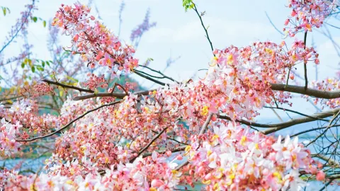 Pink Flower Sea Walking Route — traveler post in Shiping
