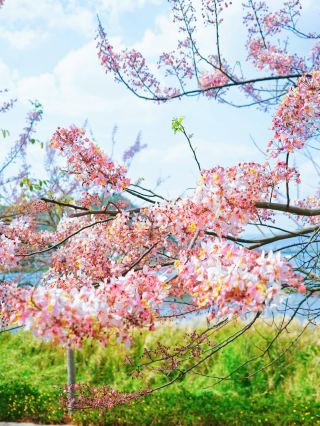 분홍빛 꽃바다 산책 코스