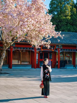 북해공원의 가장 아름다운 해당화 나무가 다시 신화가 되다 4.6 실사