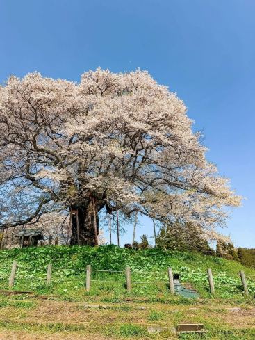 千年の樹王が隠しきれない！岡山の醍醐桜が息をのむ美しさ | Trip.com 真庭