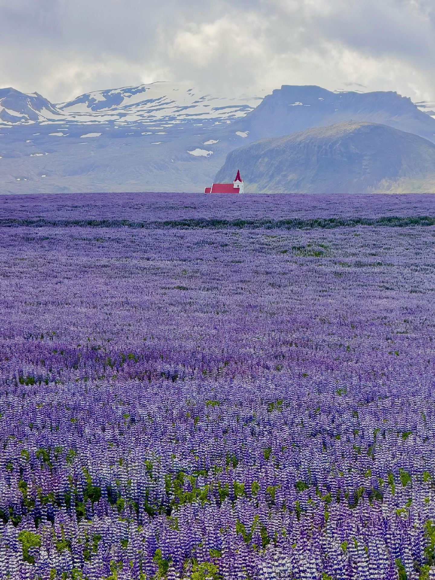 Iceland Summer Exclusive | Lupine Season Guide