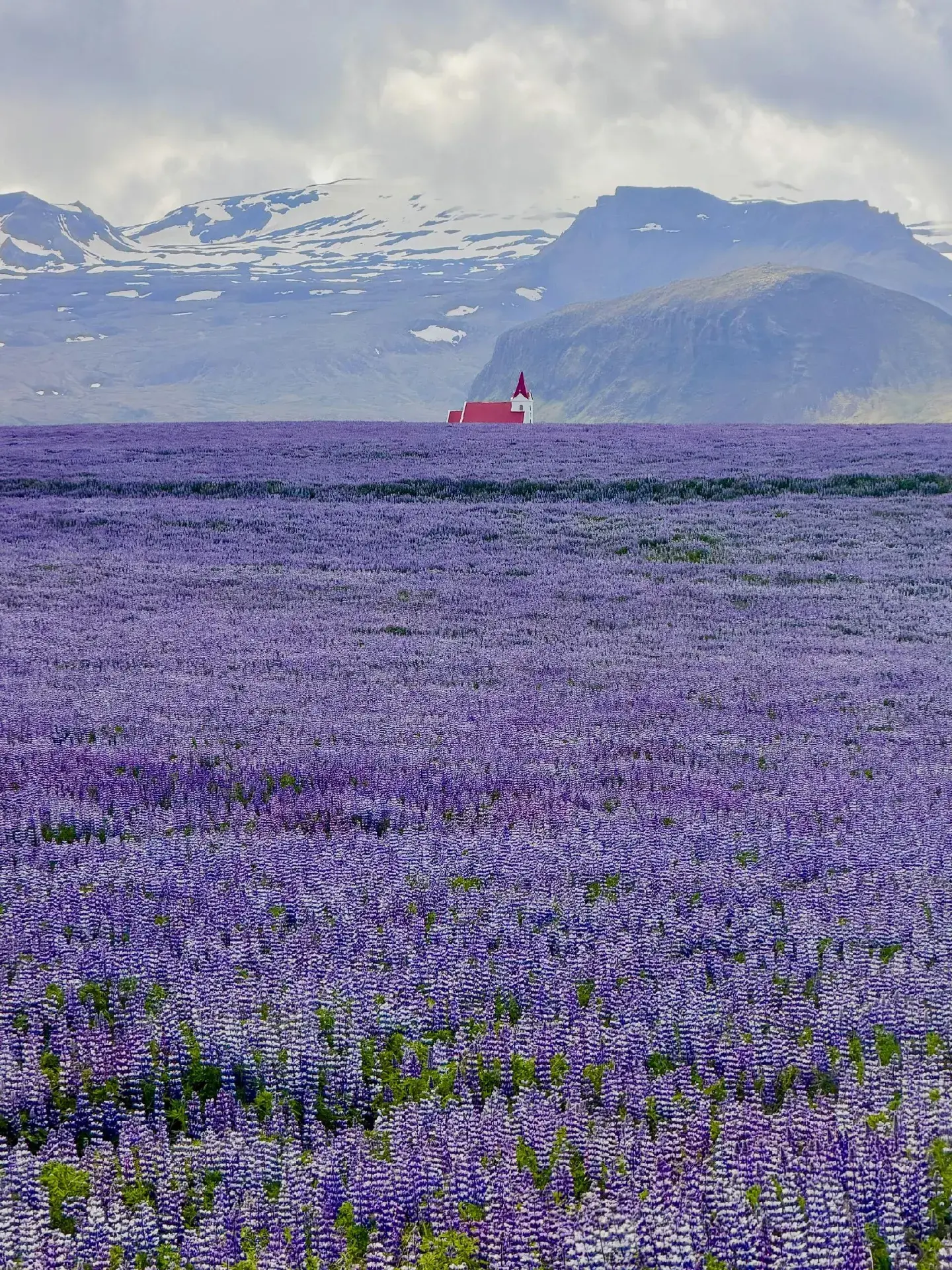 Iceland Summer Exclusive | Lupine Season Guide