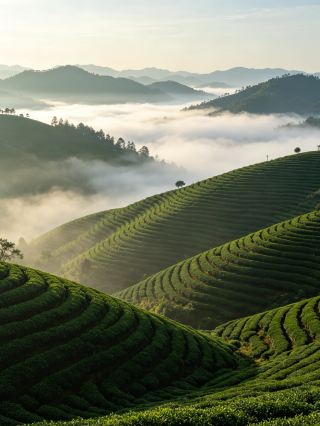 茶山展望台｜この仙気漂う茶の詩の秘境へ歩み入る