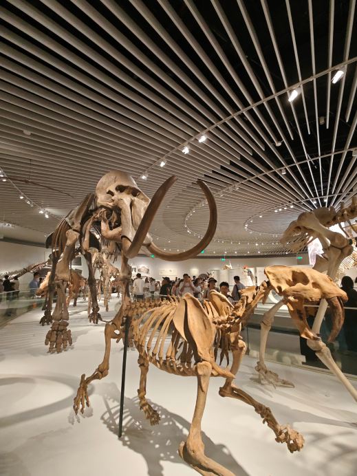 深圳の子ども連れ新スポット｜坪山自然博物館 7.28 開館 | Trip.com 深セン