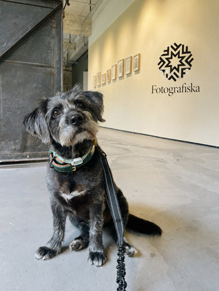 🐶📸 Fotografiska Shanghai — A Pet-Friendly Art Gallery