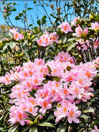 Real photos taken at Jilongding in Yangchun County; the pristine mountain scenery is incredibly healing.
