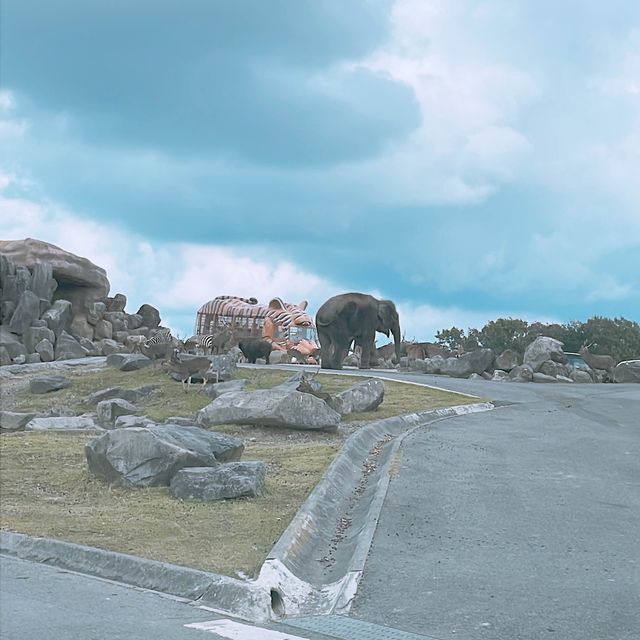 九州 ｜自駕遊亞洲版Safari 🐅🐆🦓🐘🦬🐫🐑