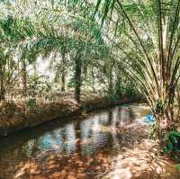 ร้านอาหารริมคลอง สัมผัสใกล้ชิดธรรมชาติในพังงา