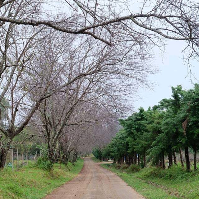 ชวนไปดู ดอกพญาเสือโคร่ง ที่ขุนวาง เชียงใหม่