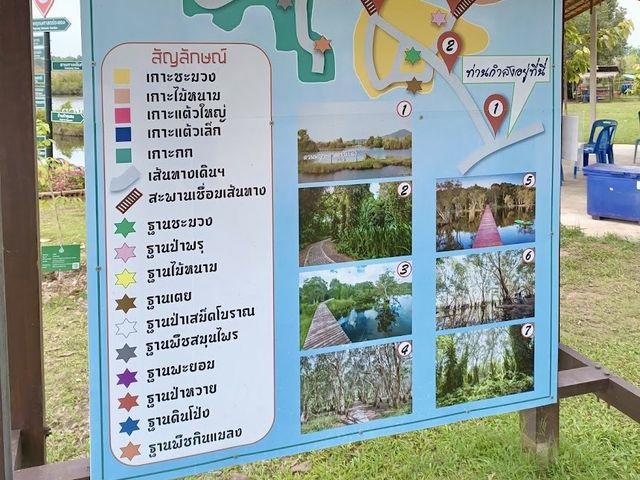 พายเรือคายัค ชมป่าเสม็ดโบราณ ที่สวนพฤกษศาสตร์ระยอง