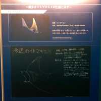 イトマキエイの観察ができるのは世界中探しても海遊館のみ！