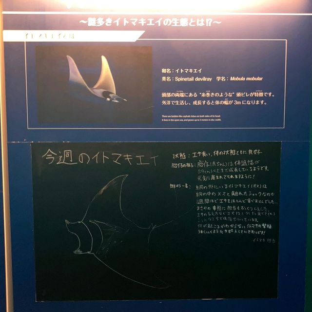 イトマキエイの観察ができるのは世界中探しても海遊館のみ！