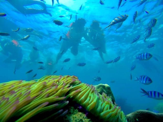 ดำน้ำดูปลานีโม่ @เกาะเสม็ด ระยอง 🐠