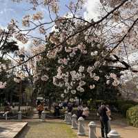 東京超大熱鬧賞櫻🌸地