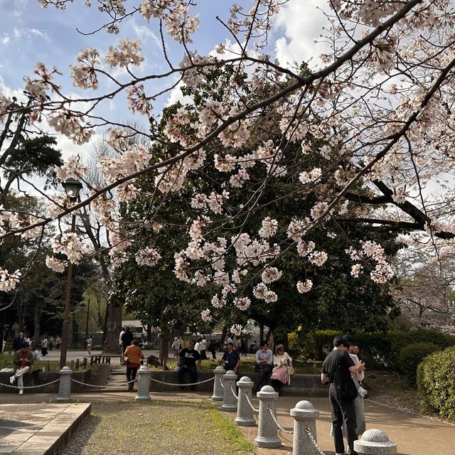 東京超大熱鬧賞櫻🌸地