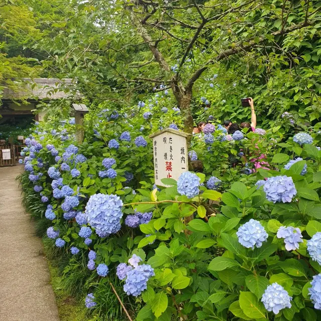 【鎌倉】明月院の紫陽花