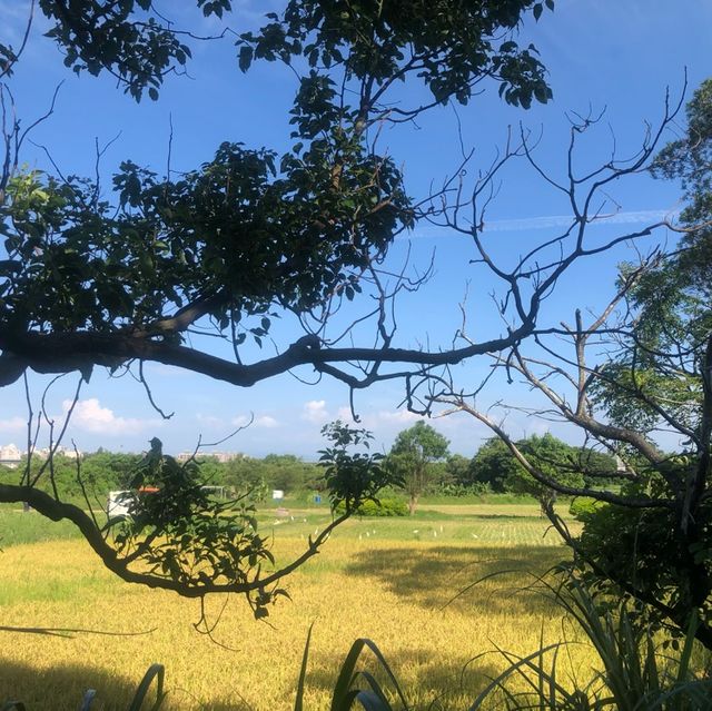 石門大圳過嶺支渠休憩步道（平鎮區）