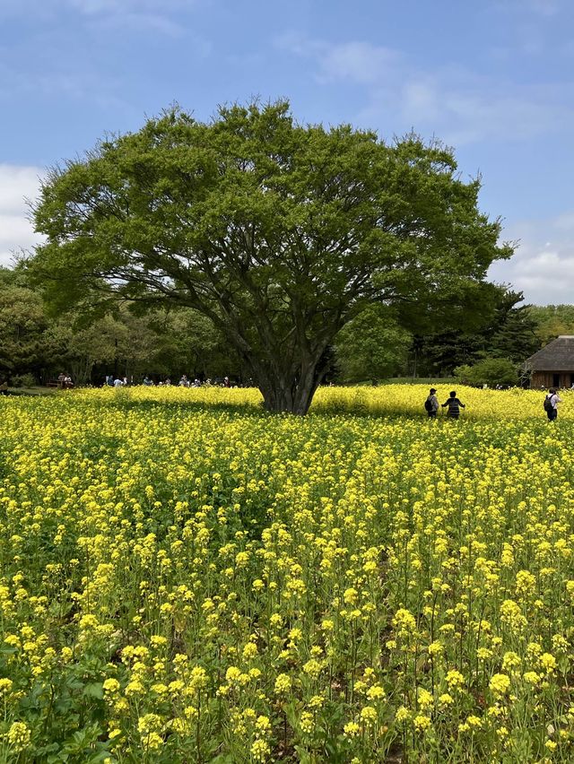 國營常陸海濱公園 *最美粉蝶花海*