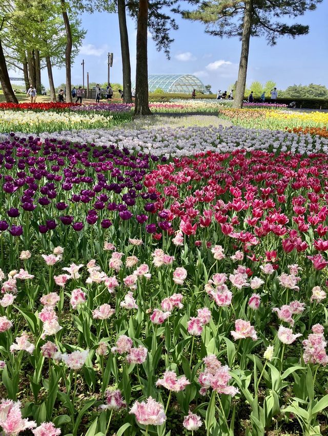 國營常陸海濱公園 *最美粉蝶花海*