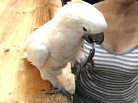 [Must-go Animal Cafe] Getting Close to Lovely Animals