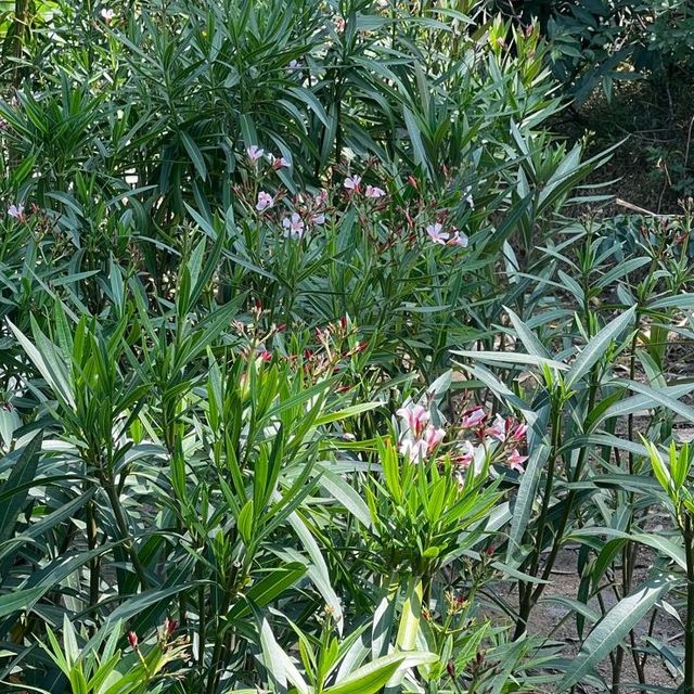 香港小日本🇯🇵櫻花園
