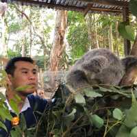 Koala Park Sanctuary Sydney @ West Pennant 🇦🇺