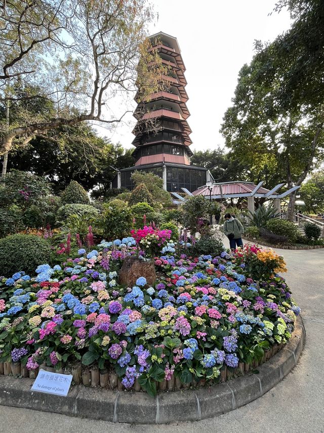 處處繡球花圃 @ 元朗公園