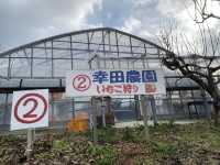 【いちご狩り】あすかルビーが食べ放題の奈良県あすか村