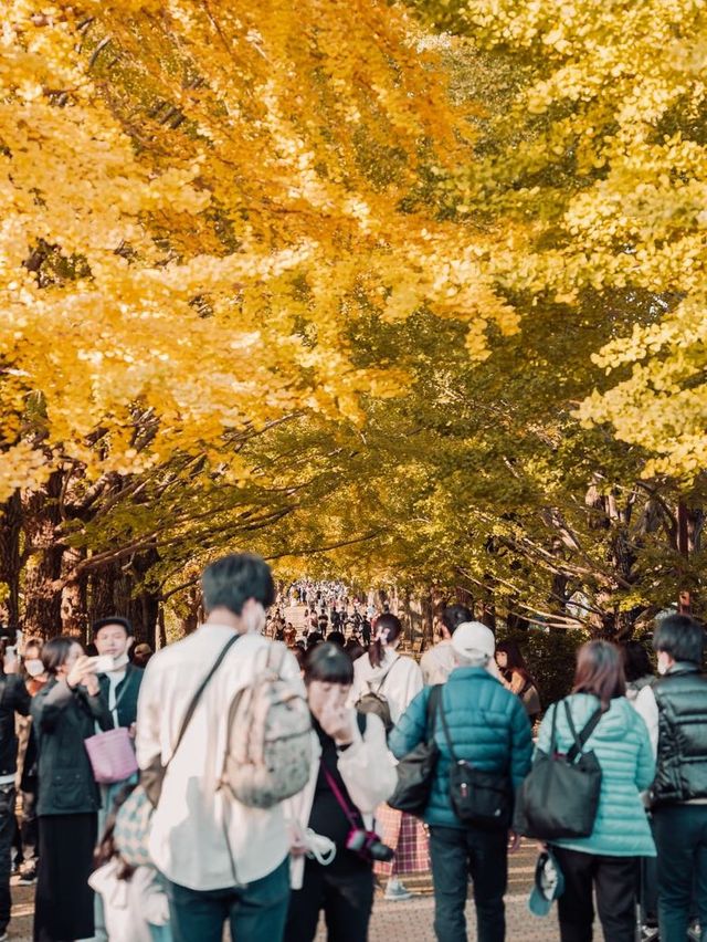 Showa Memorial Park, beautiful autumn leaves