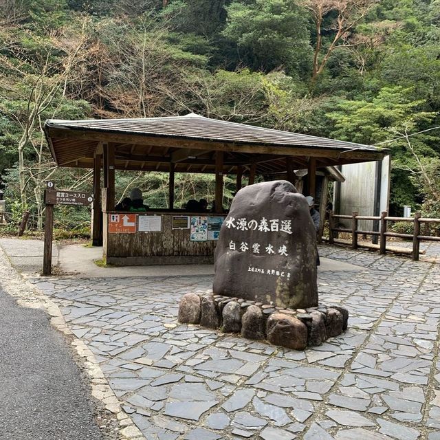 Hiking through the trail of Yakushima Island 