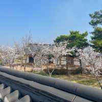 사람보다 벚꽃이 더 많은 공주 벚꽃 스팟모음🌸
