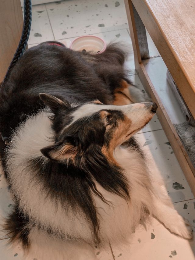 佐敦𝐏𝐞𝐭 𝐟𝐫𝐢𝐞𝐧𝐝𝐥𝐲 𝐂𝐚𝐟𝐞🐶