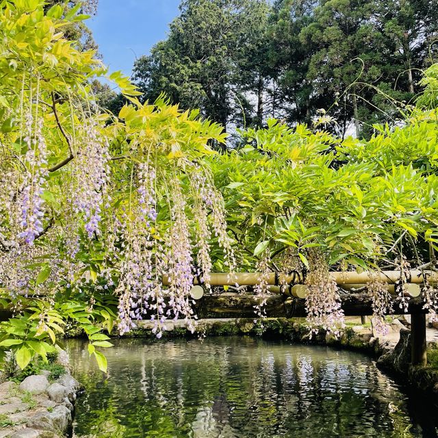 藤之季～奈良萬葉植物園