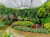 Experience to the Butterfly Farm