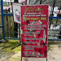 Cameron Highlands Strawberry Farm