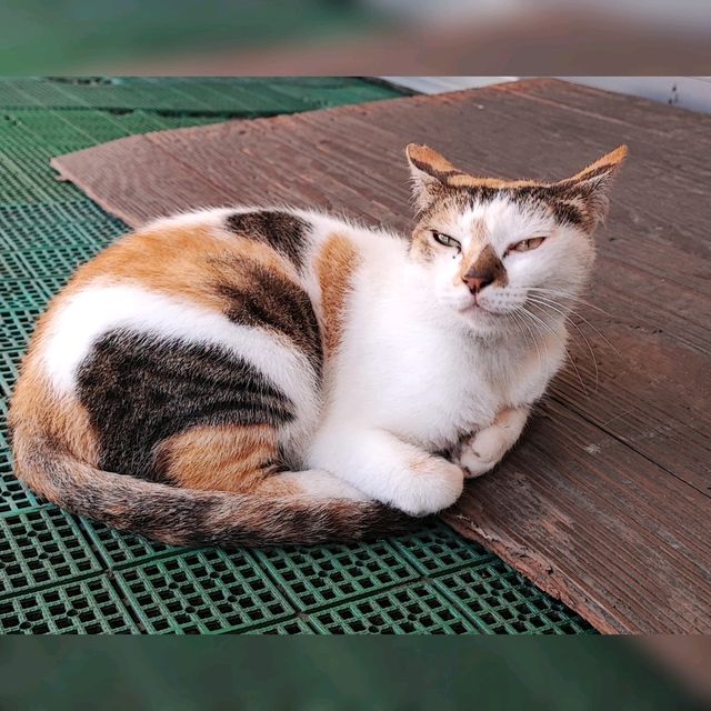 貓奴必去既台灣貓村！😍