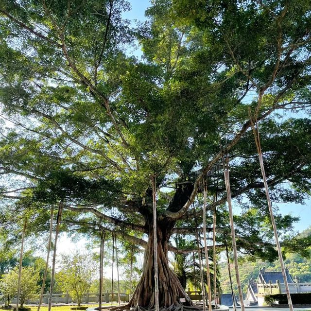 淡浮院～天堂般的亭台樓閣 🌸🏯🧘‍♂️