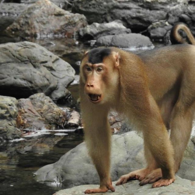 Tabin Wildlife Resort