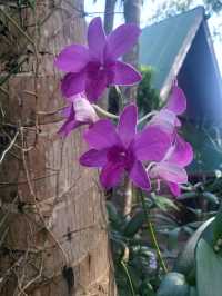 Cafe and Garden สวนเกษตร2000