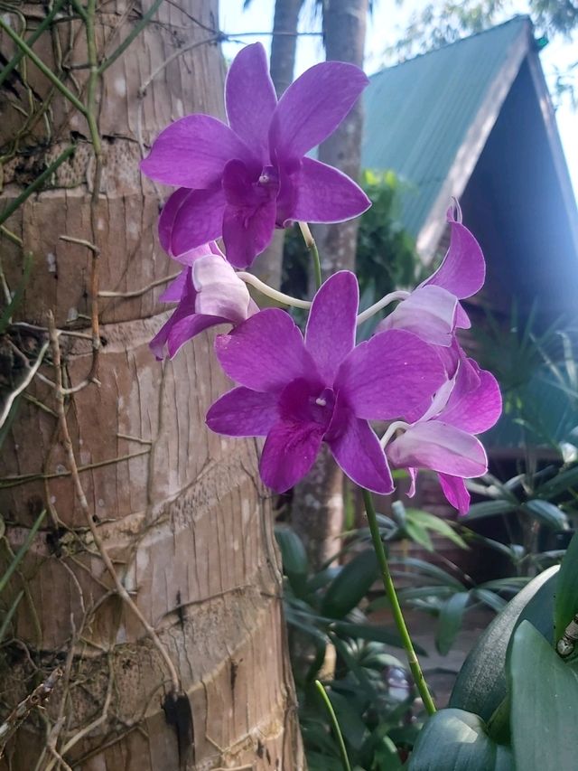 Cafe and Garden สวนเกษตร2000