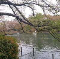 井之頭恩賜公園賞櫻參拜遊湖🌸🚣‍♀️