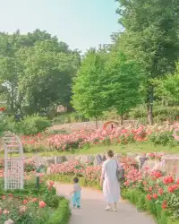 5월, 서울 장미는 무조건 여기서 즐기세요!