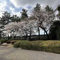 imperial palace garden - free sakura views 