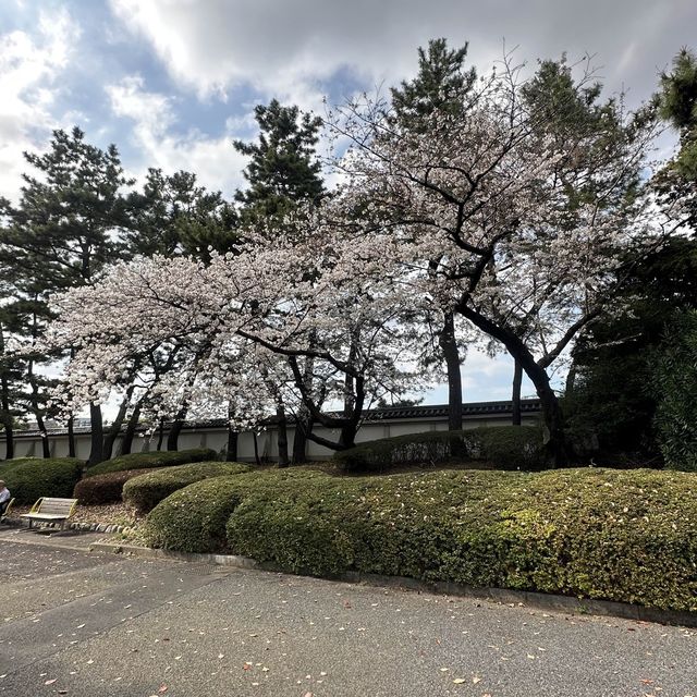 imperial palace garden - free sakura views 