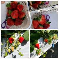越後湯澤🍓村🤳任食🍓😍