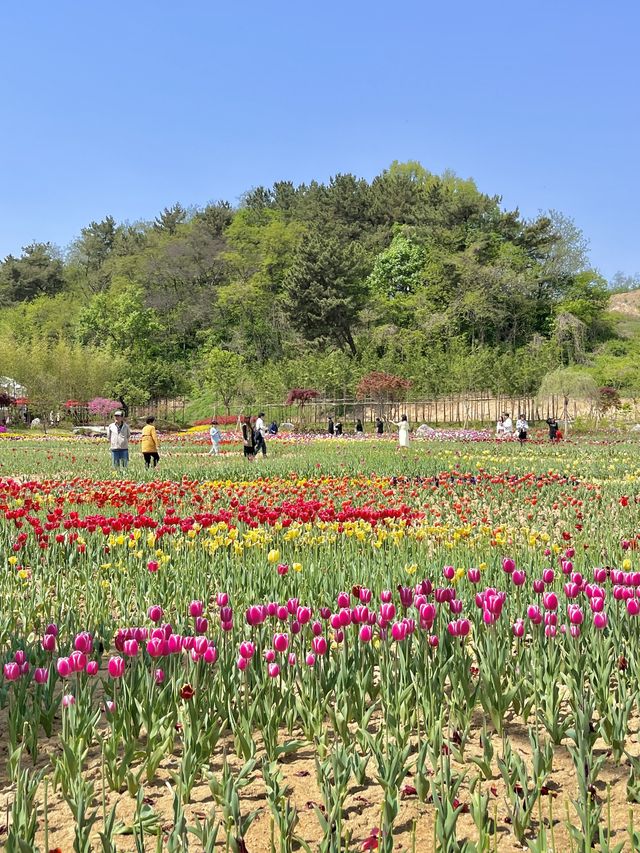 아산 피나클랜드 튤립+수선화 꽃밭🌷