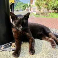 หมู่บ้านแมว Houtong Cat Village 