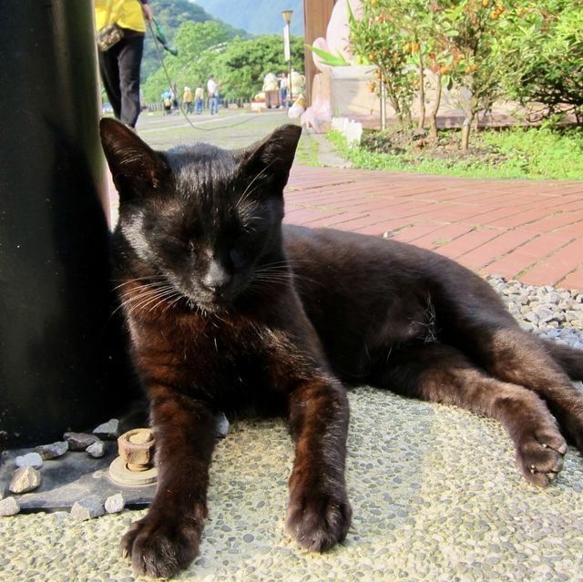 หมู่บ้านแมว Houtong Cat Village 