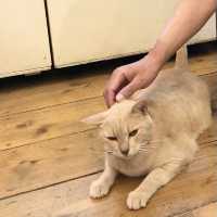 かわいいお土産いっぱい♪【牧志公設市場エリア】那覇