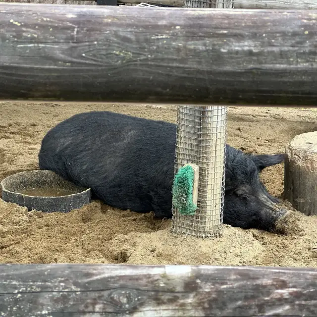 動物 全部都係動物嘅上野動物園😂